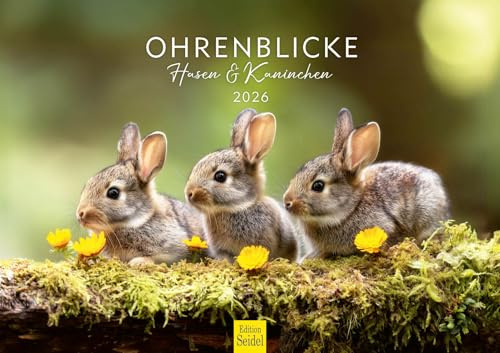 Edition Seidel Premium Kalender Ohrenblicke Hasen und Kaninchen 2026 Format DIN A3 Wandkalender Tierkalender Tierkinder Wildtiere Waldtiere Haustiere