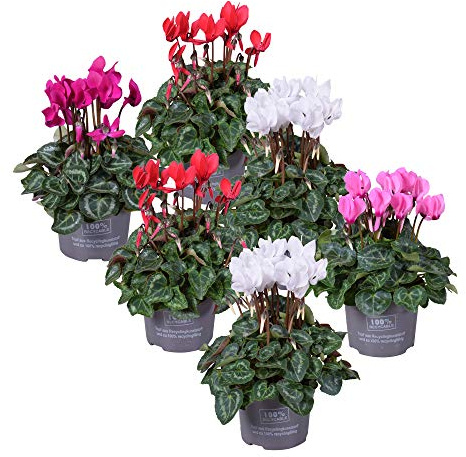 MoreLIPS® - Persian violet - set of six plants - mixed colours - height 25-30cm - pot size: 10,5 cm - Cyclamen- Your Green Present