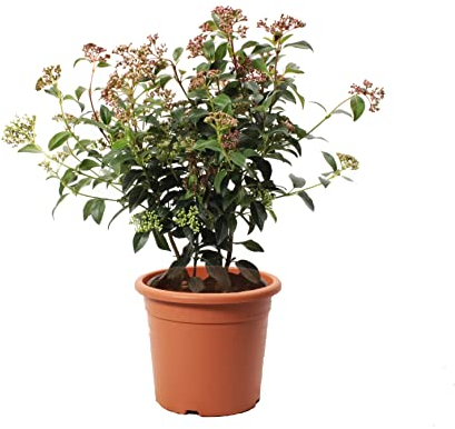 KENTIS - Viburnum Tinus Eve Price – Winterharte Pflanzen für Garten - Heckenpflanzen - Hoch 40-50 cm Topf Ø 18 cm