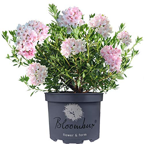 Rododendro Bloombux sempreverde con fiori rosa, resistente all'aperto, ideale per giardini.