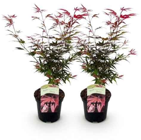 GreenboutiQ - Plante de terrasse - Érable japonais - Acer palmatum Shaina - Rouge - 2 Plantes - Feuillage caduc - Pot 19cm Hauteur 70cm