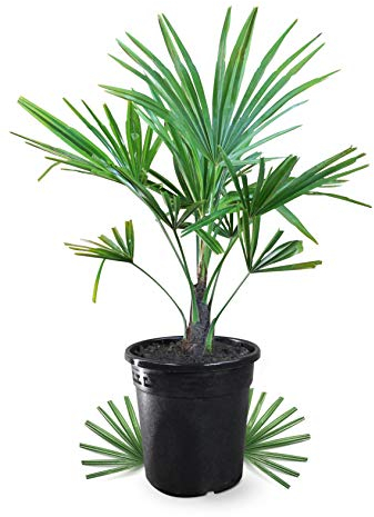 Meine Orangerie Hanfpalme Trachycarpus - Winterharte Palme - Frosthart bis -18 Grad - Chinesische Hanfpalme winterhart - winterfeste Gartenpalme - Palmen winterhart draußen (Ø 22cm)