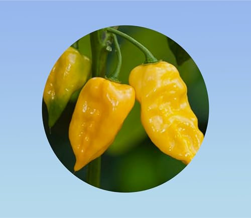 25 graines piment habanero citron- habanero jaune - pepper lemon habanero- goût fruité et citronné
