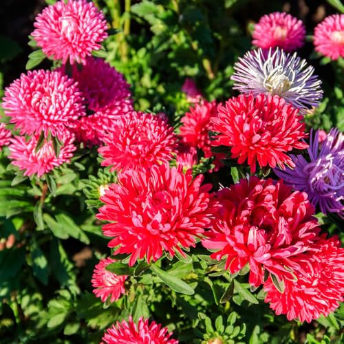 Aster Colour Carpet Mixed Seeds – Late Summer Blooming – Half Hardy Annual – Must Have for Borders, Containers & Window Boxes – for Your Beautiful Garden
