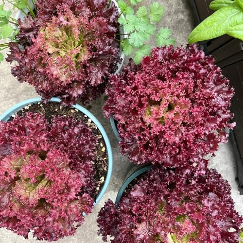 Semi di lattuga, semi di lattuga da foglia, giardino sul balcone vecchie varietà per luoghi soleggiati giardino aromatiche da roccioso resistenti 200pcs