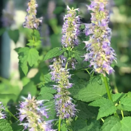 Semi di ortica profumata - per giardinieri vecchie varietà prodotti sostenibili giardino resistenti selvatiche verdi balcone 200pcs