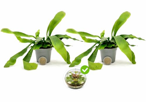 POWERS TO FLOWERS - PLATYCERIUM ALCICORNE MINI IDEALE PER TERRARIUM, 2 PIANTE, VASO 5,5CM, pianta vera