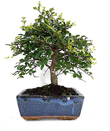 BONSAI NATURAL DE INTERIOR ZELKOVA PARVIFOLIA 5 AÑOS (OLMO CHINO) HOJA CADUCA