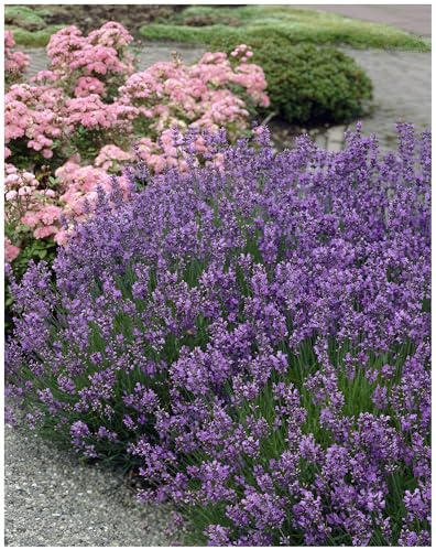 Stauden Gänge 10 x Lavandula angustifolia 'Munstead' Echter Lavendel | Echter Lavendel 'Munstead' – winterhart, duftend & bienenfreundlich für sonnige Beete, mehrjährig, 9x9 cm Topf