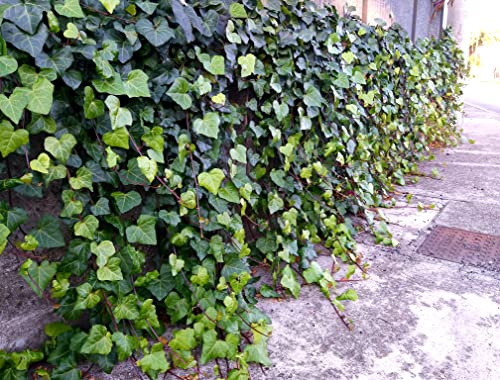 POWERS TO FLOWERS - EDERA DA MURO A FOGLIA GRANDE VERDE RAMPICANTE, 2 PIANTE VASO 13CM, Piante vere