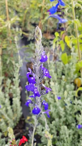 Salvia chamaedryoides 'Silver Leaves' / Sauge bleue du Mexique/Conteneur de 3 à 4 litres/Vivace