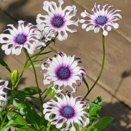 kapkörbchen, balkon blumensamen kapkörbchen deko, blumensamen balkon, winterharte kübelpflanzen 60samen