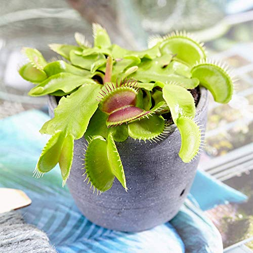 Venus Fly Trap Small Indoor Carnivorous House Plant for Home Office in 9cm Pot