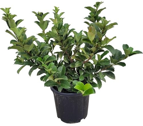 Viburnum Natural Planta Ornamental y Resistente para Jardines o Terrazas
