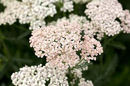 Achillea millefolium 'Apfelblüte' 9x9 cm Topf – Winterhart Mehrjährig Pflegeleicht – Schafgarbe – Staude für Beet & Rabatte