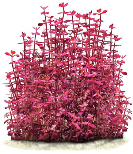 Aquasabi - Bacopa salzmannii Purple - Topf 5 cm - Hintergrund Wasserpflanze für Aquarium - Topf Aquarienpflanze - Aquascaping