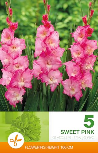 AGRONOM | GLADIOLEN - SWEET PINK | Mehrjährige Blumenzwiebeln | Rosa Blumen | Werden in Blumengärten, angebaut in blühenden Rasenflächen | 5 Blumenzwiebeln
