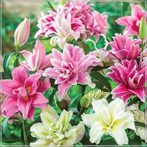 Lilienzwiebeln, Blumenzwiebeln,Frische Luft, Blumenzwiebeln, Temperament,Riesenlilien Baumlilien Winterhart MehrjäHrig,Winterhart MehrjäHrig,Gartenpflanzen-10zwiebeln-E