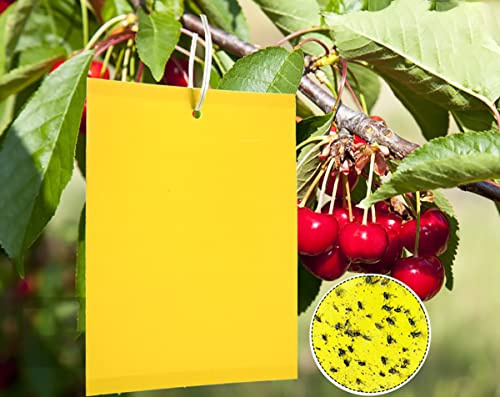 Y.A LOTUS 50 Efficace Pièges Collants Double Face, Pièges à Insectes Volants pour Blanc Feuille de Mouches, Les Pucerons, pour Jardin Plante Fleur Fruits Protection, avec Attaches de Câble(15x20 cm)