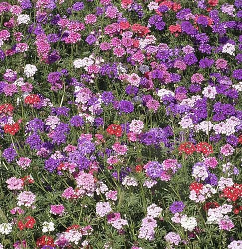 Moss Verbena - Ground Cover - Mixed Colors for Zones 6-10 - 3300 Seeds - Marde Ross & Company