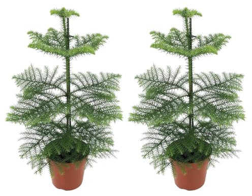 Plant in a Box - Araucaria Heterophylla - Set de 2 - Pin de Norfolk - Araucaria excelsa - Pin d'Intérieur - Pot 14cm - Hauteur 45-55cm