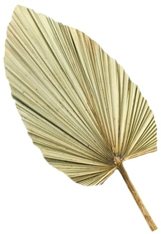 LIGHTAOTAO Hoja Decorativa de Palma Seca Material Madera Saludable y Duradero 1pieza para Decoración Jardín Adecuado para Boda y Fiesta de Vino