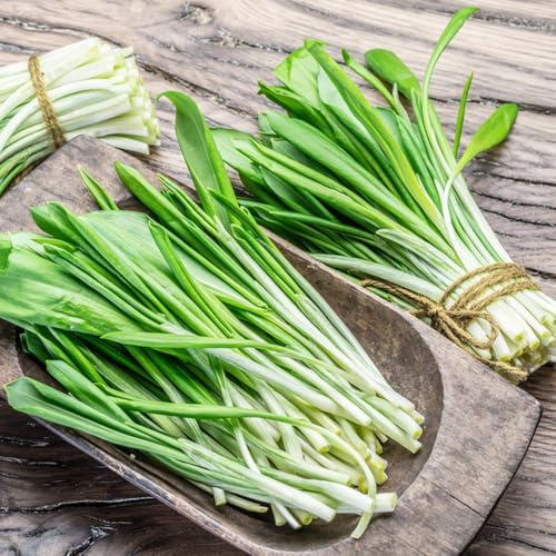 semillas de ajo silvestre resistentes - perennes, frescas de ajo silvestre, 50pcs