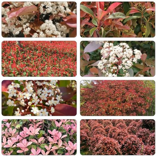 Photinia red robin - semi decorazione giardino semi giardino balcone 550pcs