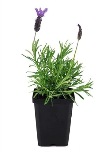 Planta de Lavanda Natural para Decorar la Casa y el Jardín