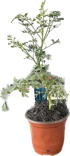 DECOALIVE | Ruta Graveolens | Planta con Propiedades | Planta Natural