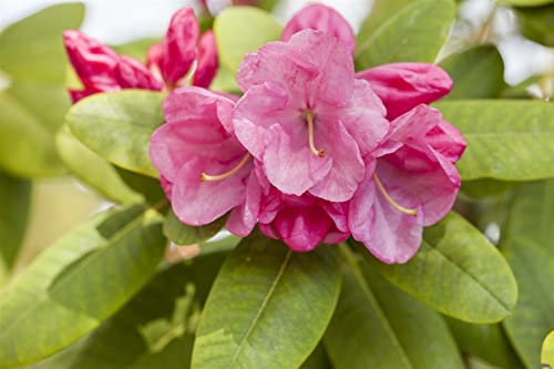 Rhododendron williamsianum 'Gartendirektor Glocker' 25-30 cm - Rhododendron, rosa Blüten, Blütezeit April-Mai, ideal für Halbschatten, immergrün, winterhart