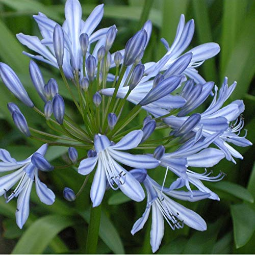 6 x Agapanthus Africanus - Vivaces Contenedor Pequeño 9cm x 9cm