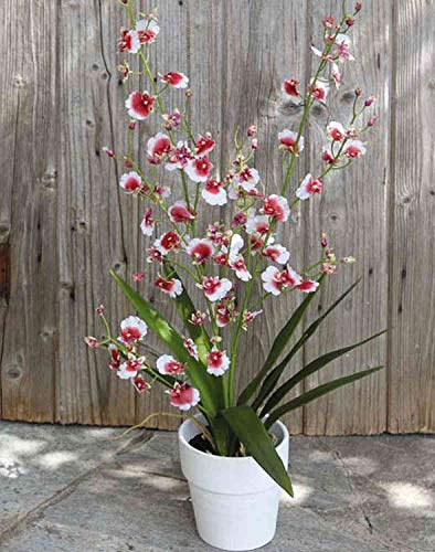 artplants.de Oncidium Orchidee künstlich YOSEPHIN im Tontopf, weiß-rot, 75cm - Kunstorchidee - Deko Tigerorchidee