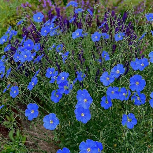 Blauer FlachsSamen, Linum perenne, balkonpflanzen Lein blauSamen, stauden winterhart mehrjährig blumensamen alte sorten balkongewächshäuser steingartenpflanzen 550pcs