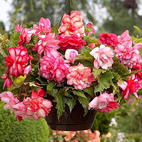 Ultrey Seed House - 100 Pieces Fragrance Begonia Bulbs Flower Seeds Hanging Basket Begonia Collection one of The Most Popular perennials for Shade!