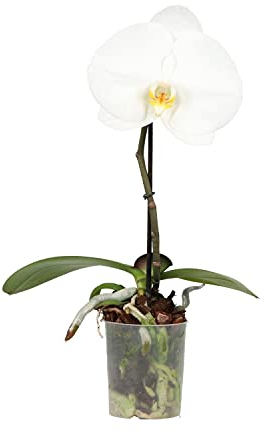 Orquídea Blanca Planta Natural Phalaenopsis Orquídeas con Flores Blancas