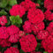 Rizomas Hortensia，Hortensia para plantar，Bulbos hortensia，Una exhibición floral vibrante，Atractivas flores de jardín-4 Bulbos-G