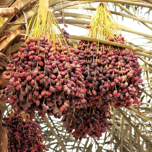 semi di palma da dattero - resistenti esterno decorative interno soggiorno perenni 15pcs