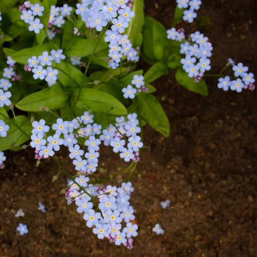 400samen vergissmeinnicht - gartenpflanzen balkonblumen garten blumensamen bodendecker winterhart mehrjährig topfpflanzen