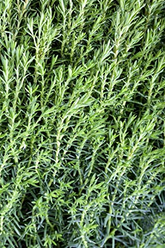 Thuja occidentalis 'Teddy' 20-25 cm – Winterhart, Immergrün, Pflegeleicht – Kugel-Lebensbaum – Kübelpflanze für Terrasse & Garten