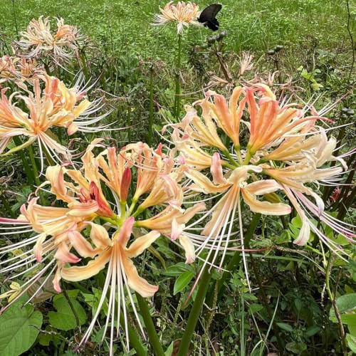 Bulbos de lirio araña - Lycoris radiata - resistentes para jardines de rocas balcón 3pcs