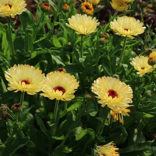 Calendula officinalis - semi tagliati giardino ombra, resistenti semi esotici decorativi 150pcs