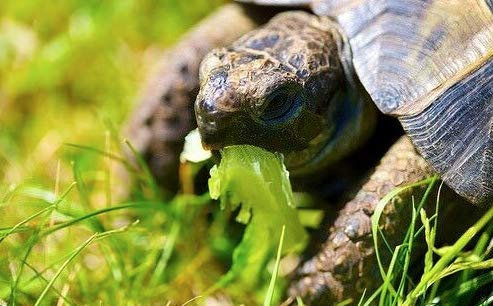 2 Packs - Tortoise Food Mix - Grow Your Own Tortoise Mix Seeds