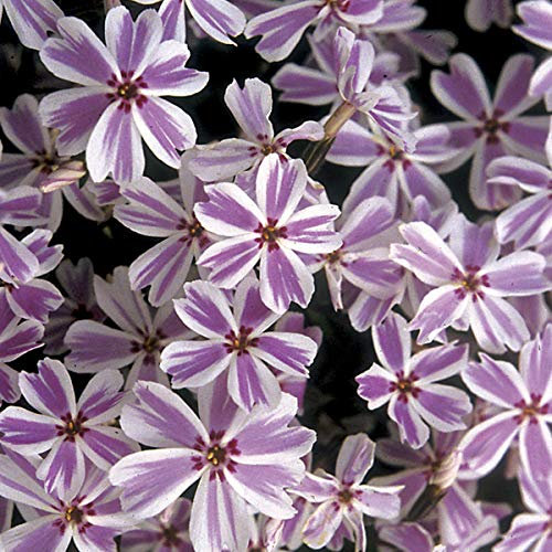6 x Phlox mousse 'Candy Stripes' - Phlox Subulata 'Candy Stripes' - Godet 9x9 cm, Fleurs Bicolores Roses et Blanches, Très Couvrant