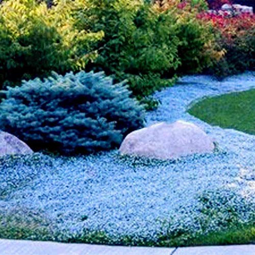 1 Sacchetto Di Semi Di Crescione Semi Di Erbe Perenni Multicolori Resistenti Al Freddo Per Semi Di Piante Da Giardino All'aperto verde Semi di Aubrieta