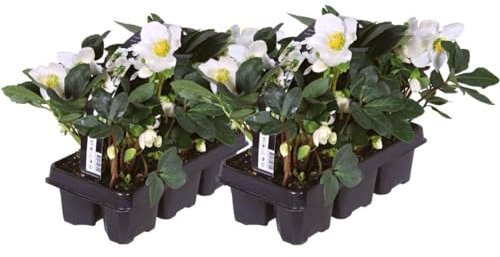 Plants by Frank | Set von 12 Christrosen Pflanzen | 12x Helleborus niger 'Christmas Carol' | 7 cm Ø | 20 cm | Winterharte Christrosen Pflanzen | Gartenpflanzen | Winterharte Pflanzen für Garten