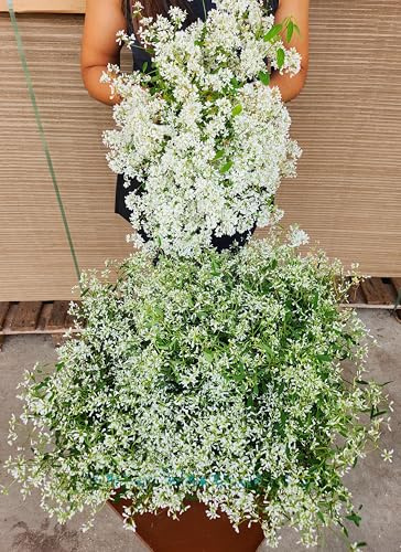 POWERS TO FLOWERS - EUPHORBIA DIAMOND FROST IN VASO 14cm, 3 PIANTE, piante vere