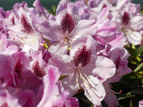 Rhododendron Hybride Helen Martin - Großblumige Alpenrose 30-40 cm