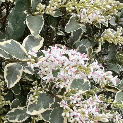 Semi di siepe di ligustro, raro verdi per giardinieri organico arbusti sempreverdi, resistenti all'inverno resistenti per giardini rocciosi giardino arbusti 350pcs