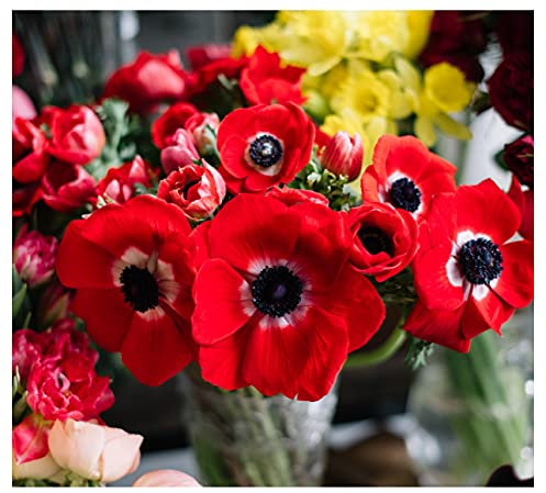 Oliwier's Bulbs 20x Anemone Coronaria Hollandia Red Spring Flowering Bulbs Autumn Planting Garden Perennial Flower Corms Size 4/5